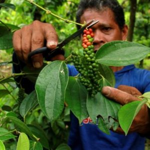 KPPU Selidiki Penurunan Produksi dan Potensi Monopoli Usaha Lada Hitam di Lampung