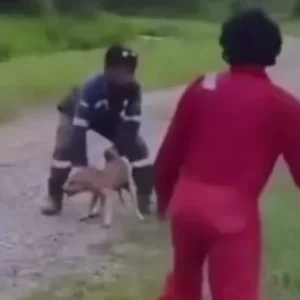 Lempar Anjing ke Buaya, Tiga Orang di Kalimantan Utara Jadi Tersangka