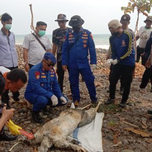 Mayat Perempuan Tanpa Kepala, Telapak Kaki dan Tangan Gegerkan Warga Tanggamus
