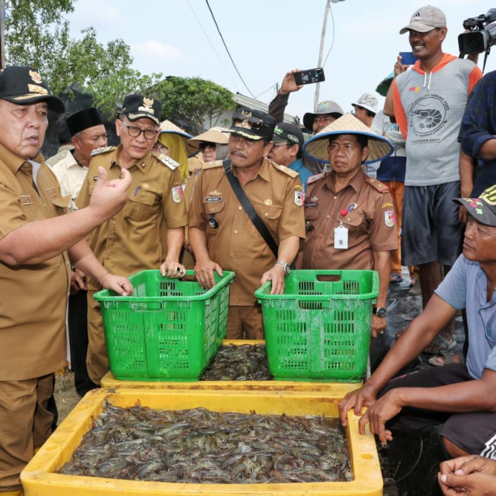 Gubernur Lampung Ikut Panen Udang di Dipasena Tulang Bawang