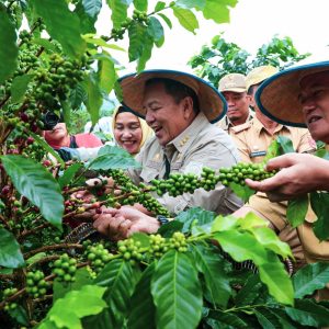 Gubernur Arinal Panen Kopi Arabika Sistem Pagar dan Temu Lapang di Lampung Barat