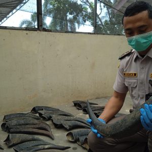Karantina Lampung Tahan 70 Tanduk Kerbau Tanpa Dokumen