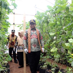 Pj Gubernur Lampung Panen Melon Hasil Budidaya KWT Bunga Tanjung