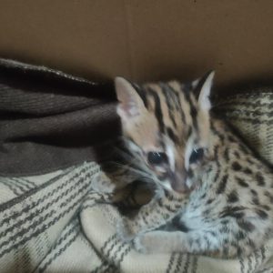 Karantina Lampung Gagalkan Penyelundupan Kucing Hutan Ilegal