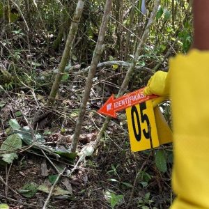 Perambah Liar TNBBS Tewas Dimangsa Harimau