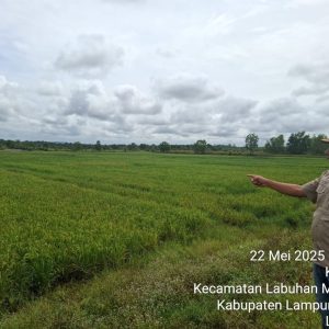Anggota DPRD Lampung Tanam 250 Kg Benih Padi MSP di Lampung Selatan
