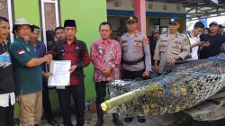 Buaya 4,5 Meter Dari Sungai Semaka Diserahkan ke BKSDA Lampung