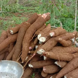 Fluktuasi Harga Singkong Jadi Alasan DPRD Lampung Dorong Regulasi Baru