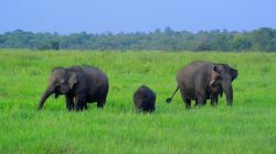 Lampung Ajukan Rp105 Miliar untuk Bangun Tanggul 11 Km di TNWK