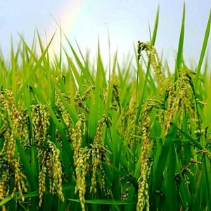 Produksi Padi Lampung Naik 15 Persen, Komisi II DPRD Targetkan 20 Persen di 2026