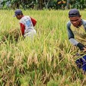 Komisi II DPRD Lampung Optimistis Produksi Padi Tembus 20 Persen pada 2026