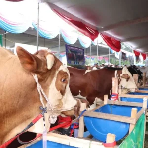 DPRD Lampung Dorong Implementasi Perda Pengawasan Produk Ternak