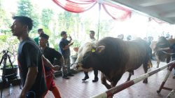 Istiqlal Sembelih 78 Hewan Kurban, Daging Dibagikan dalam 10.728 Paket