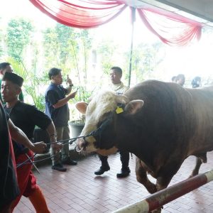 Istiqlal Sembelih 78 Hewan Kurban, Daging Dibagikan dalam 10.728 Paket