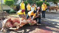 Golkar Lampung Sembelih 65 Hewan Kurban