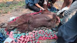 Orangutan Jantan Ditemukan Lemah di Kebun Sawit Ketapang, Dievakuasi ke Pusat Rehabilitasi