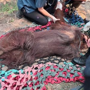 Orangutan Jantan Ditemukan Lemah di Kebun Sawit Ketapang, Dievakuasi ke Pusat Rehabilitasi