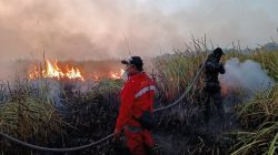 Karhutla 673 Hektare di Way Kambas Padam, Gajah Sumatra Dipastikan Aman