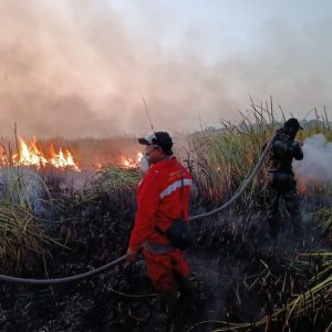 Karhutla 673 Hektare di Way Kambas Padam, Gajah Sumatra Dipastikan Aman