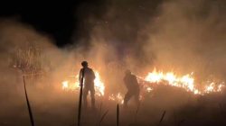 Kuala Penet Padam, Karhutla Baru Muncul di Braja Luhur TNWK