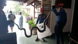 Damkarmat Bandar Lampung Tangani 29 Evakuasi, Sarang Tawon Paling Banyak Dilaporkan